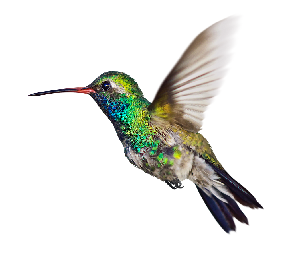 Hummingbird facing to the side, and their wings spread open in a blur as they fly. A stunning, beautiful bird who flies with stunning accuracy in great speed.